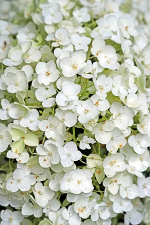 White Hydrangea Close Up